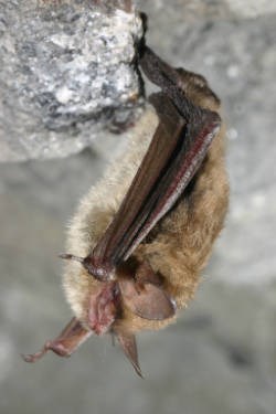 A small animal hanging upside down from a grey rock. It is ovular in shape with light brown fur. Its wings can be seen at its sides and held close to its body. They wings are dark brown and leathery. Its ears, nose, and face are slightly pink.