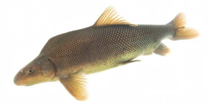 photo of a Razorback sucker fish.