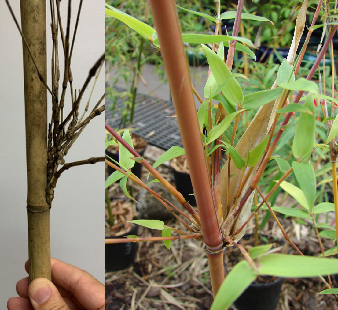 Left: A hand holds a stem of bamboo. Right: closeup of a bamboo node with branches emerging at a wide angle away from the stem.