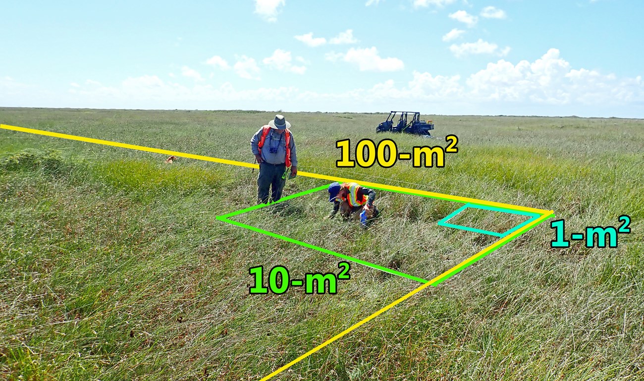 two botanists identifying plants in a grassland, with plot sizes and boundaries superimposed