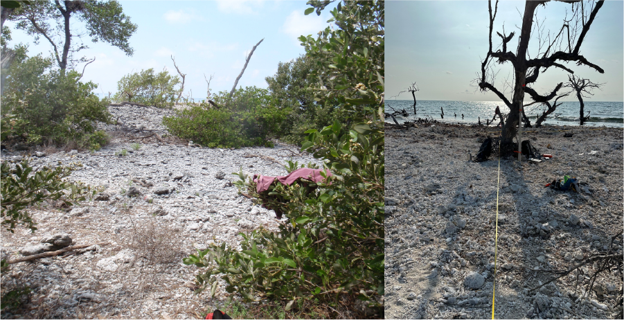 Left, a vegetated beach with mangroves. Right, a beach with only the remains of mangrove trunks.