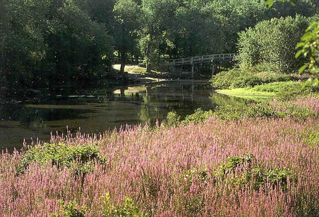 Thousands of purple flowers crowd the riverbank beside the Concord River.
