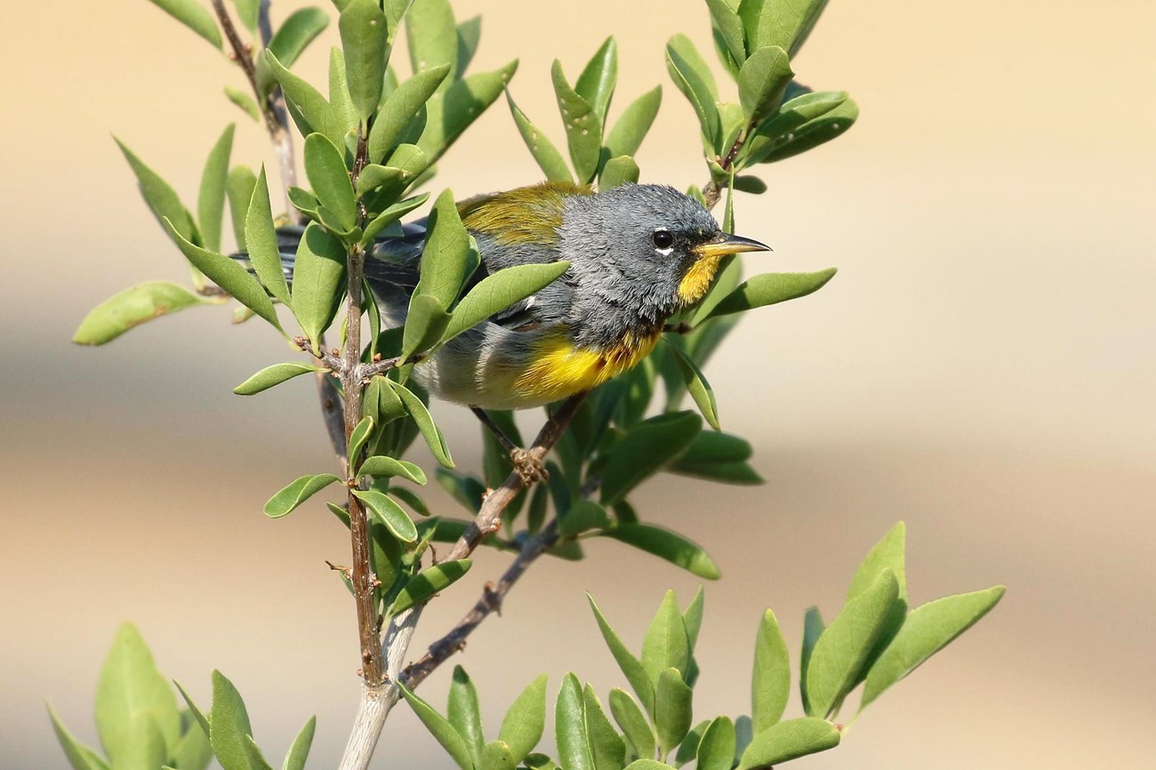 Small gray, olive, yellow, and red-brown bird with a sharp, slender beak, pausing on the branch of a shrub.