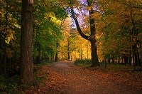 Trail leading along the Des Plaines River Trail – National Recreation Trail. Credit: Jonathan Hartsaw