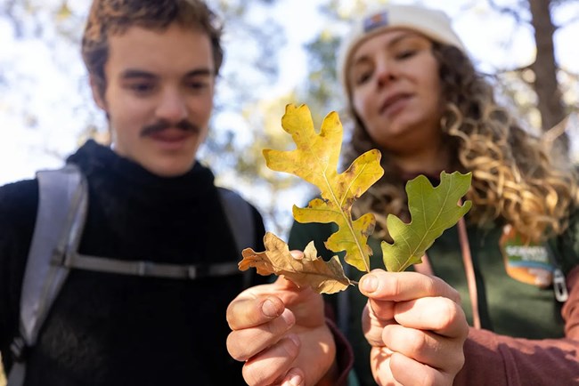 A young man and young woman examine different colored oak leaves.