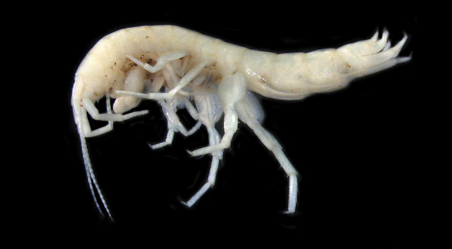 Tiny, off-white amphipod with a body the shape of a tilde against a black background, highlighting its minute details. It has a pair of longer antennae and shorter antennae, several pairs of legs, and a multi-pronged tail. There are no obvious eyes.