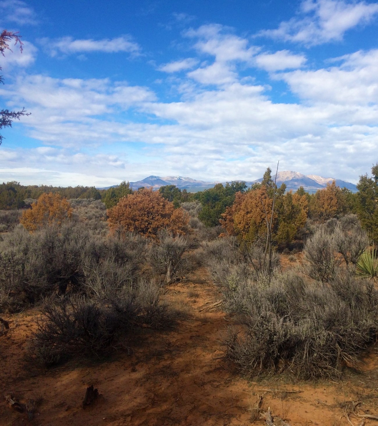 Juniper trees and sagebrush grow in red soil, with mountains in background. Some of the trees are orange instead of green.