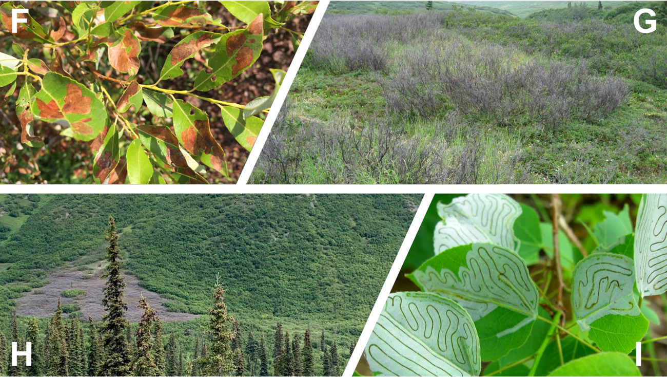 montage of four images, showing yellowish leaves, shrubs devoid of leaves, spruce trees, and leaves chewed by insects