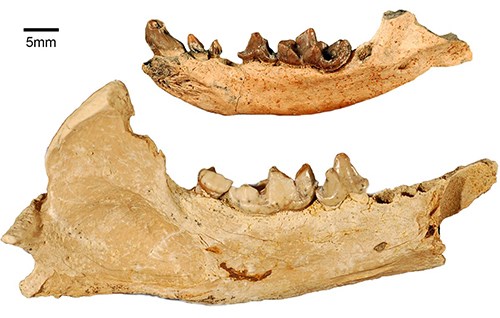 photos of two fossil otter jaws, one larger and one smaller