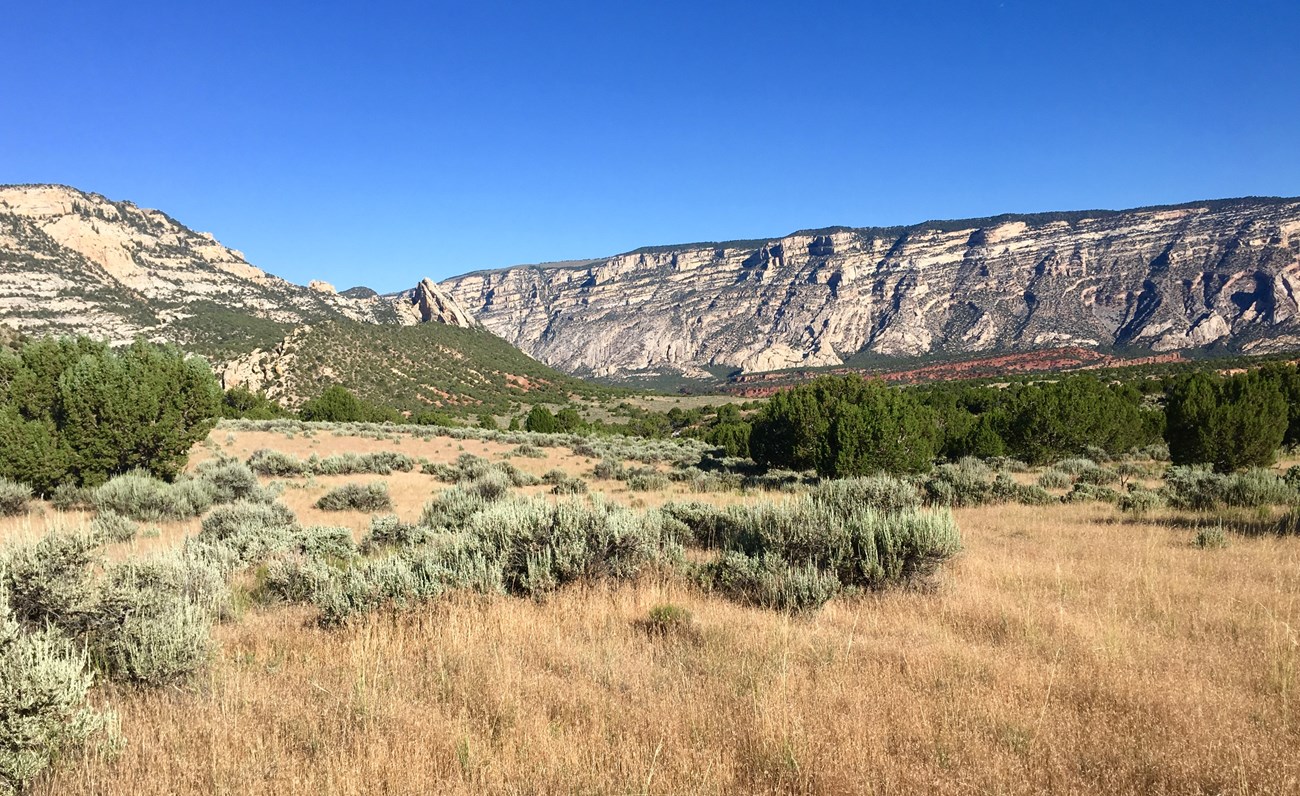 Sagebrush grassland with scattered junipers and cliffs in the background.