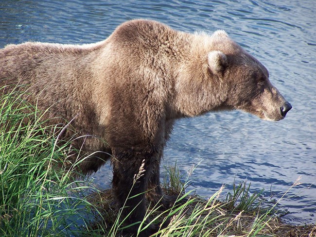 An Alaskan brown bear