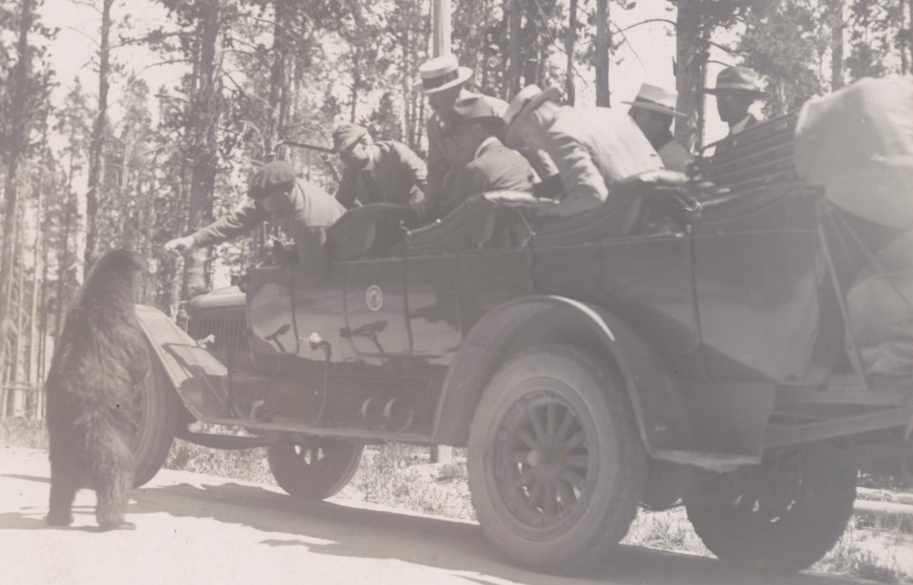 A bear begs food from a car full of people