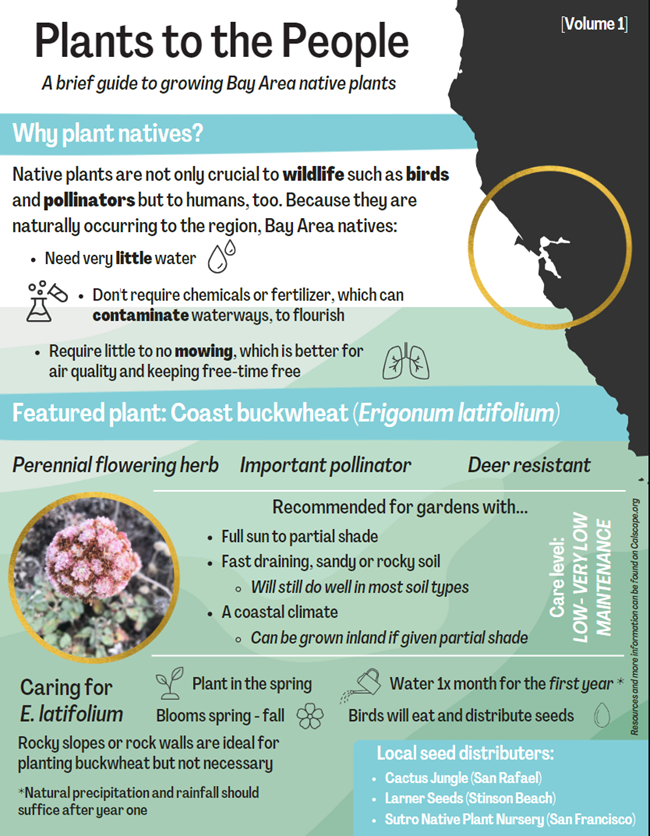 Infographic titled 'Plants to the People: A brief guide to growing Bay Area native plants'. Two main sections are titled 'Why plant natives?' and 'Featured plant: Coast buckwheat'.