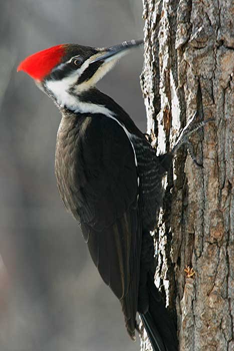 A large bird clings to the side of a tree. The bird is mostly black with a white chin and a white stripe on the head running from the beak below the eye and then down the side of the neck and disappearing under the wing. The bird has a bright red crest an