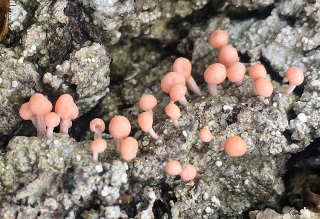 Pink fungi on rock