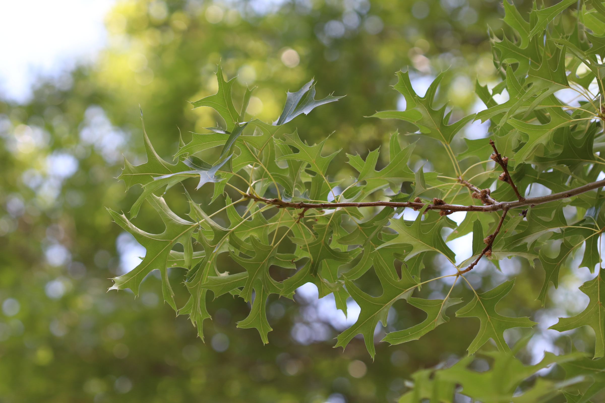 thin, lobed light green leaves with points on the end