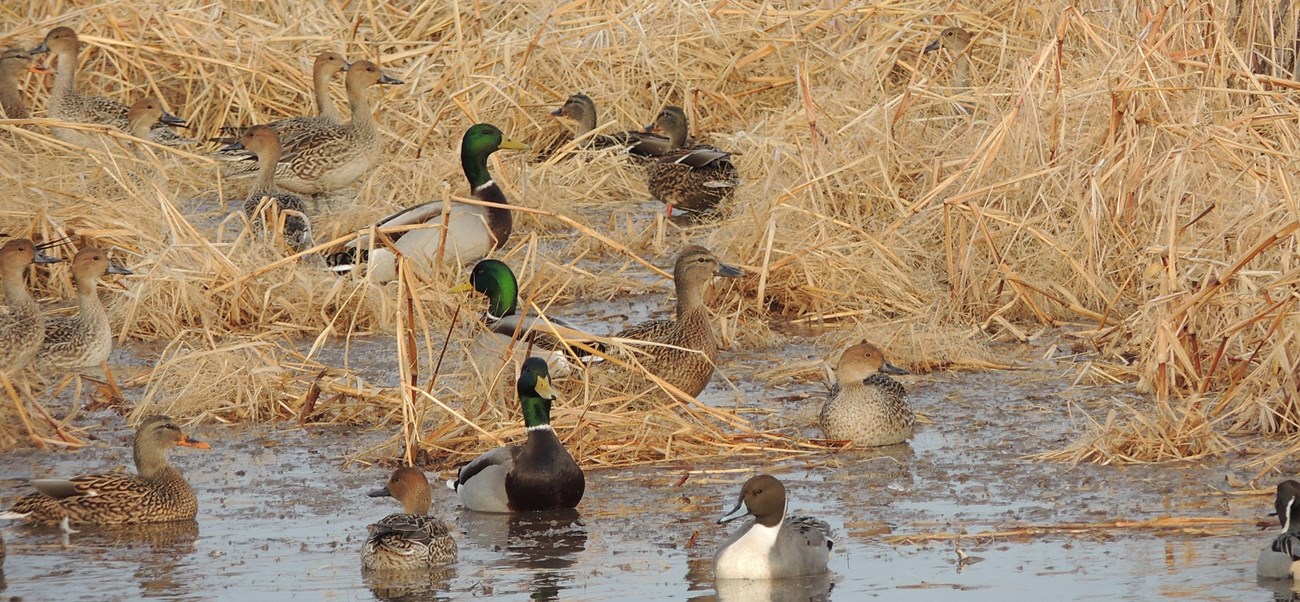 Ducks in water