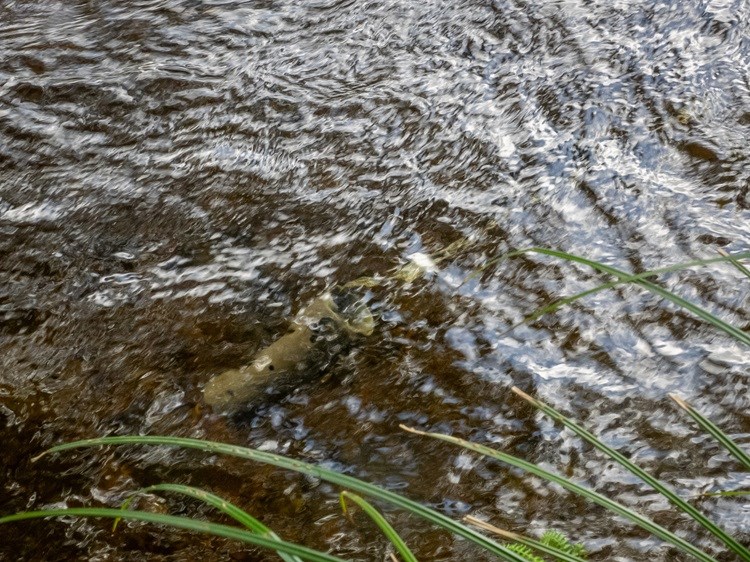 A short grey cylinder of PVC pipe suspended beneath flowing water