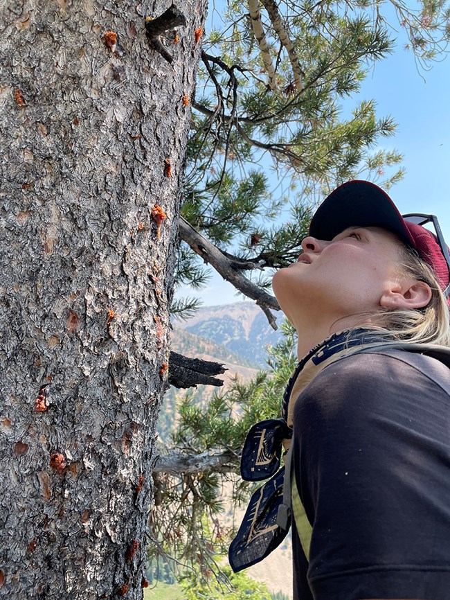 Technician gazes up the bole of a tree studded with round, reddish sap blobs.