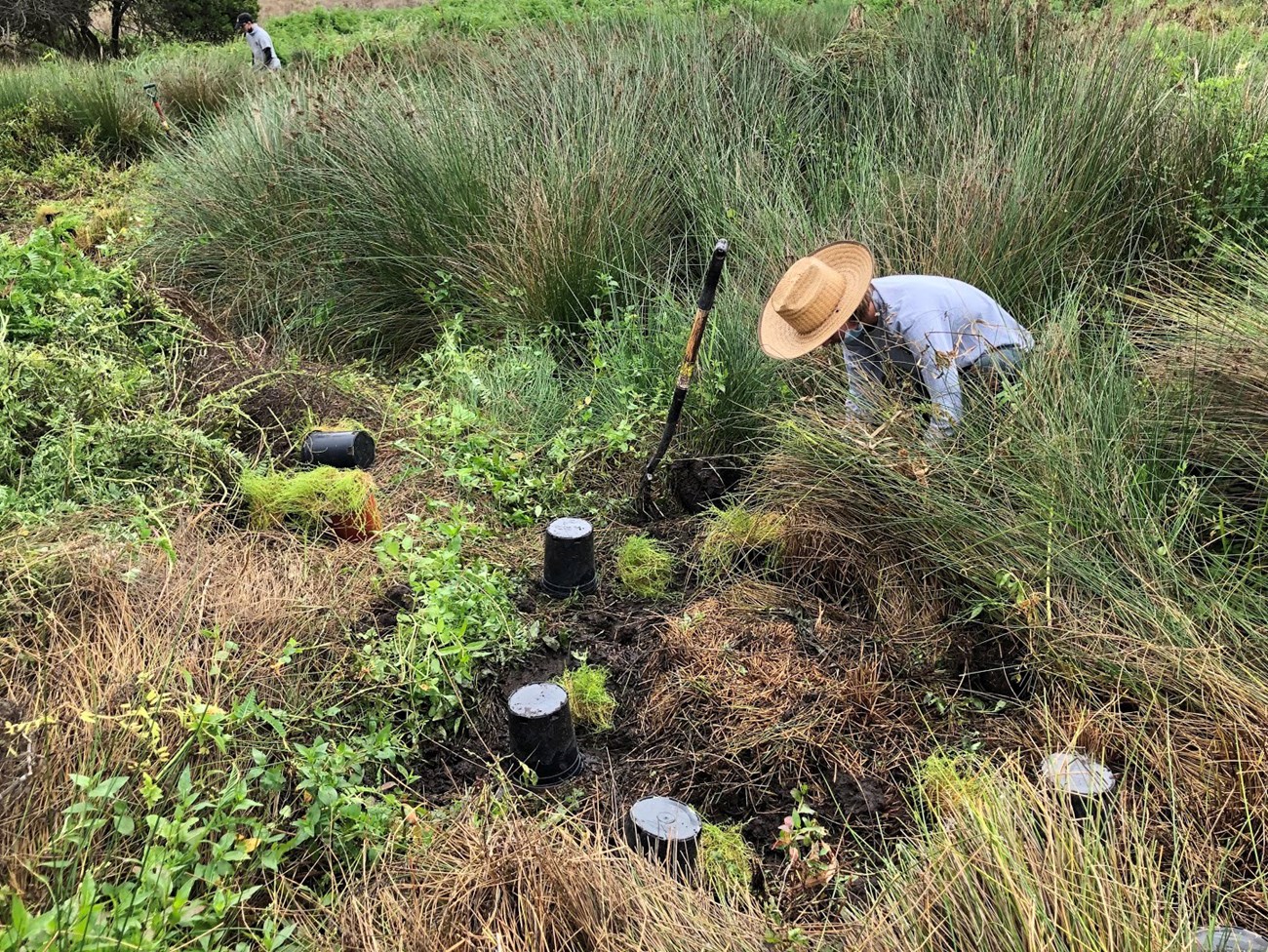 Several freshly planted marsh sandworts, and aperson crouching down to plant another among other wetland vegetation.