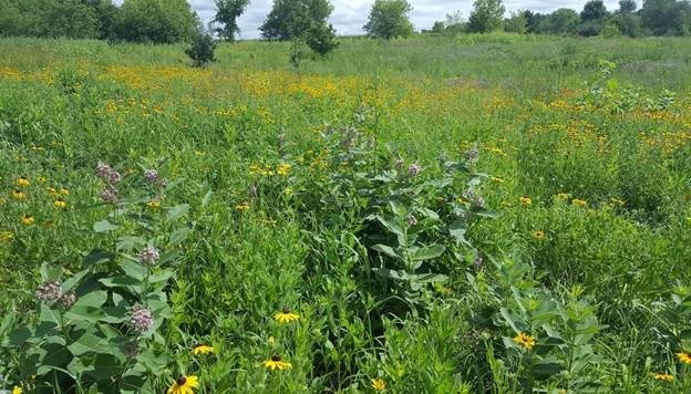 Green long grass and various multicolored wildflowers in verdant growth. Blue skies behind