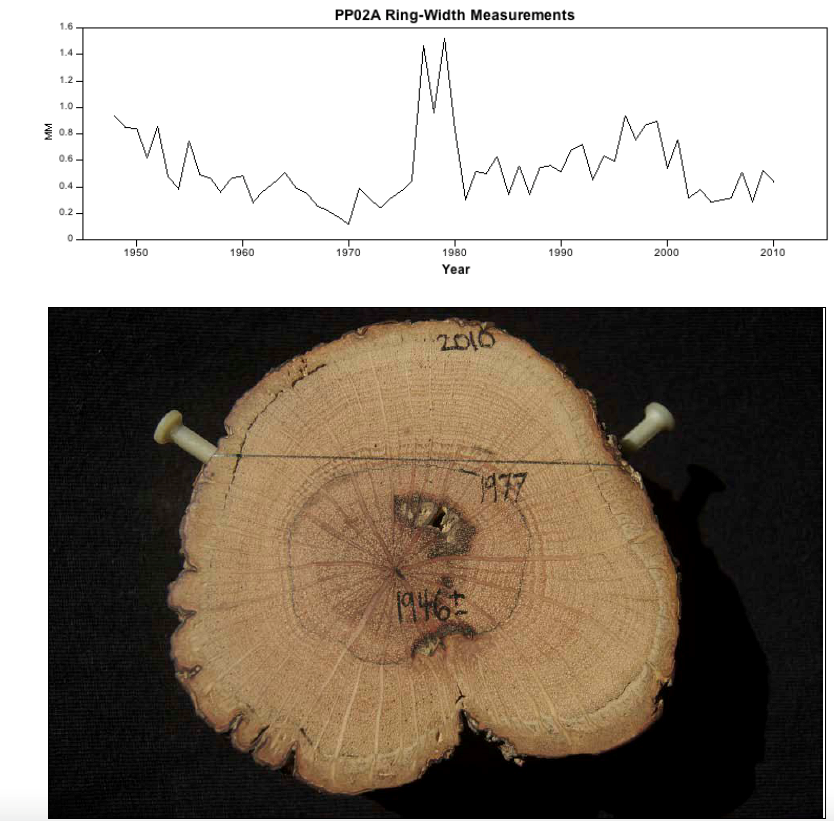 A graph of ring-width measurements. Raw ring-width measurements are plotted for white oak root sample PP02A (graph at 18 top, in mm). Note the surge in ring widths that mark 1977 as the year of exposure. This is also apparent in the photo below.
