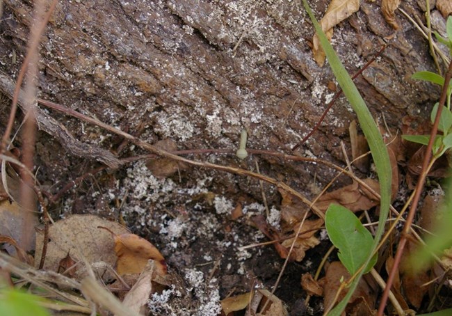 Stump (root flare) with polymer nail marking the location of the stump/ground surface intersection at the beginning of project.