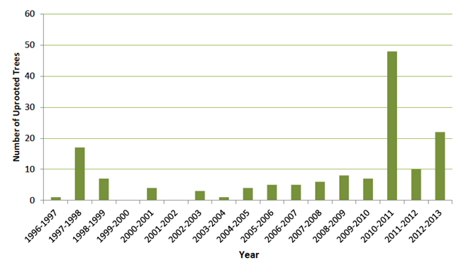 A chart, x axis from 1996-1997 to 2012-2013, y axis as number of uprooted trees. Below 20, then 10, from 1999 forward, grows until 2010-2011, dipping in 2011-2012 to 10, then growing to over 20 in 2012-2013.