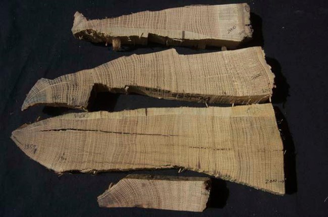 Cross sections of wood from poverty point, sanded and three tree-ring dated white oak samples shaped like axe-heads at the top and a doorstop-shaped one at the bottom.