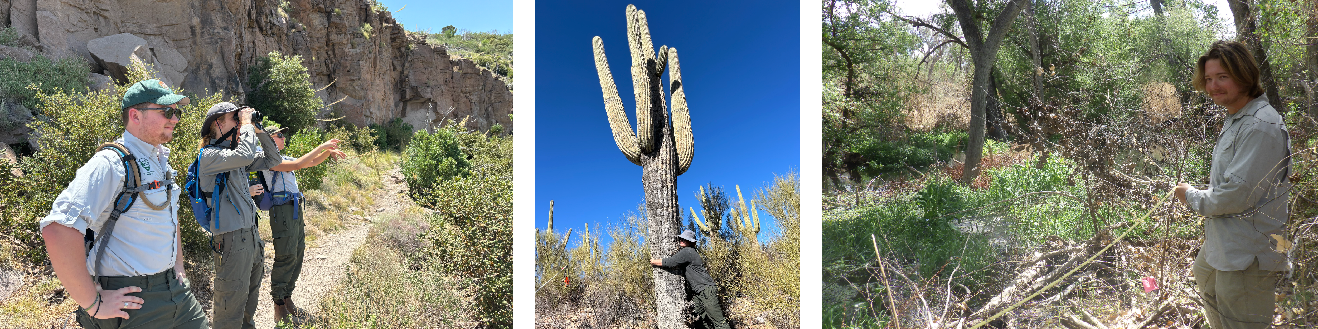 A compilation of three images of a man working in the field. Left: he stares into the distance with two other biologists. Middle: He hugs a saguaro cactus. Right: He sets up a plot boundary for monitoring vegetation.