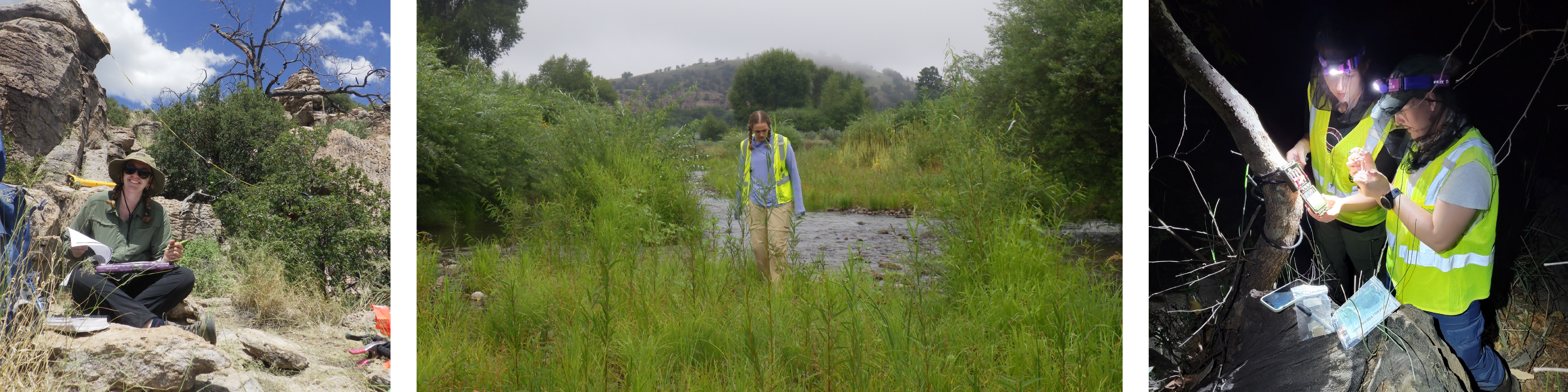 A compilation of three images of a woman in the field. Left: she sits under hoodoos and writes notes on a clipboard. Middle: she patrols a riverbank, searching for amphibians. Right: she examines an AudioMoth in a tree at night, using her headlamp.