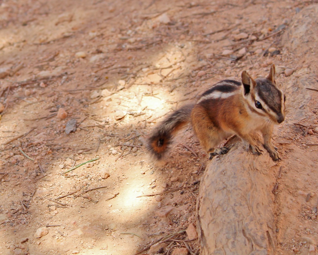 Chipmunk approaching the camera along a dirt trail.