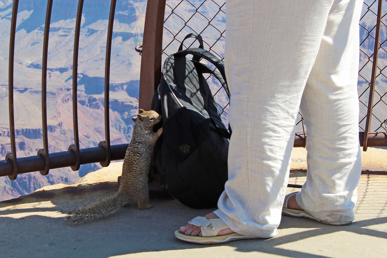 Squirrel trying to enter a person's backpack, which is on the ground by their feet at the bottom of a fence overlooking the Grand Canyon.