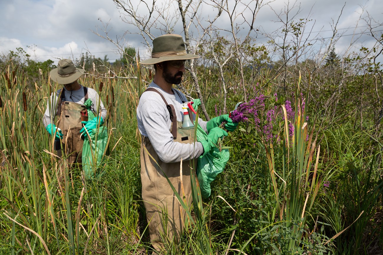 Two men with hats, waders, and gloves stand in shoulder-high dense vegetation. One is cutting a plant with purple flowers.