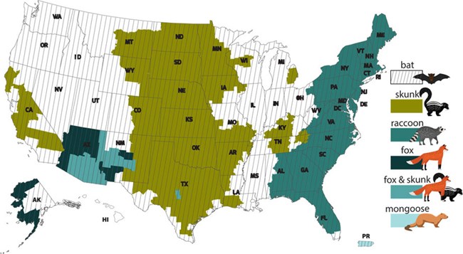 Distribution of rabies variants