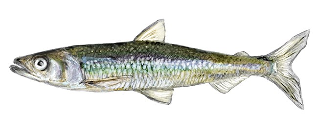 Illustration of small slender multi-colored fish.