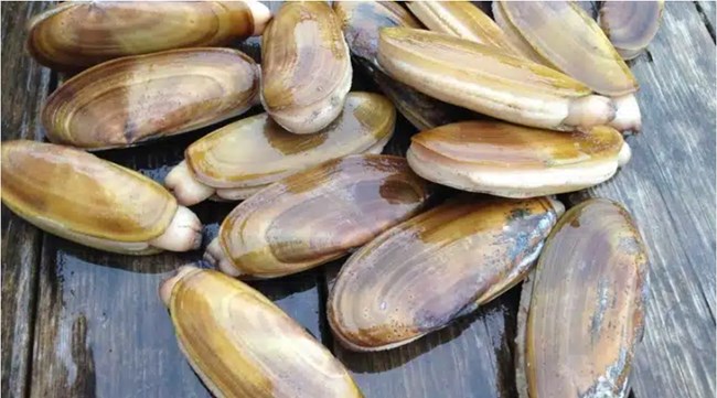 A pile of razor clams.