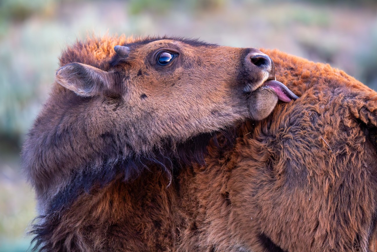 a bison calf licking its fur.