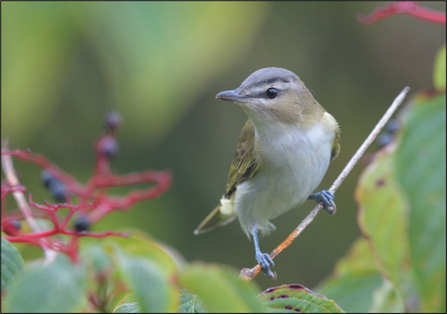 A small pale-breasted bird perched on a twig.