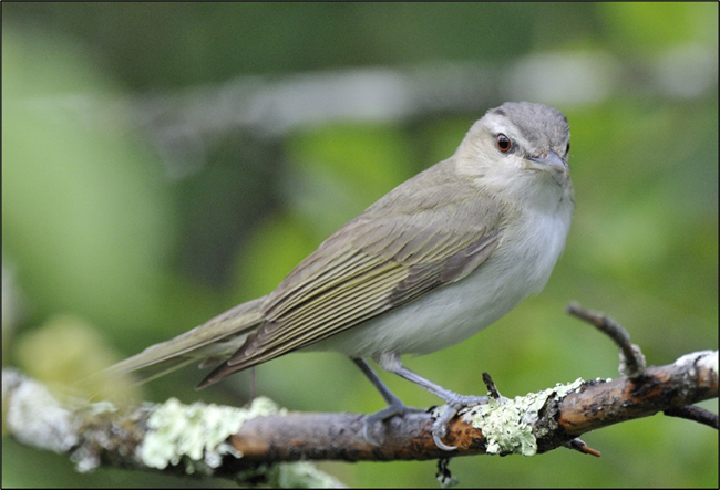 A gray colored bird with red eyes is perched on a lichen covered branch.