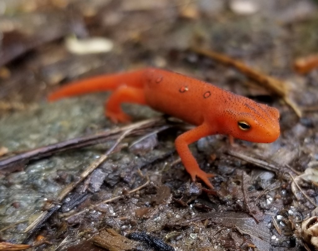 Research Brief: Informing Management of Amphibian Road Crossings in