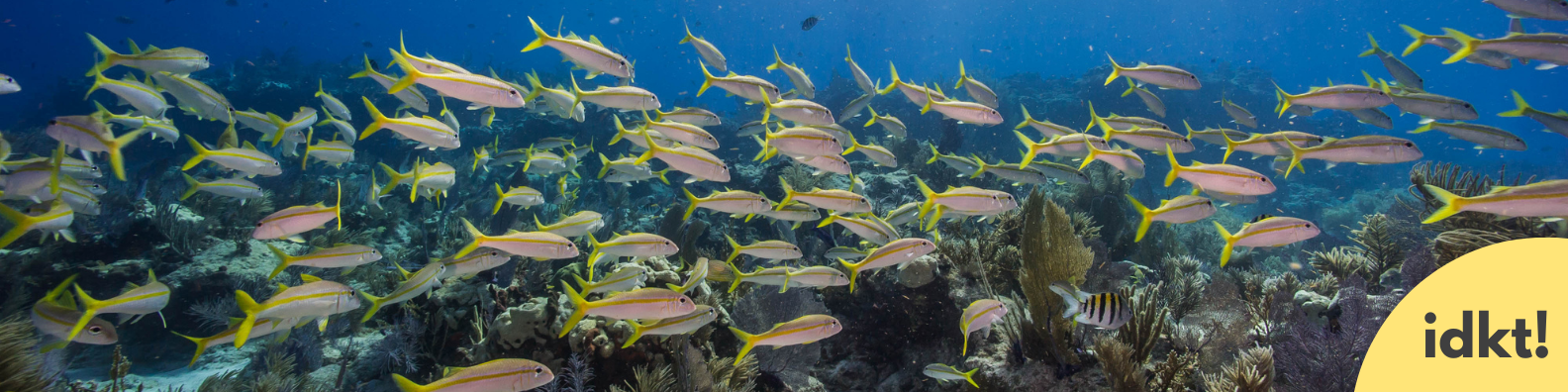 a school of yellow fish swim over a coral reef