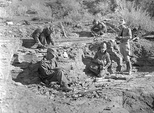 Blackand white historic photo of men digging in a fossil quarry.