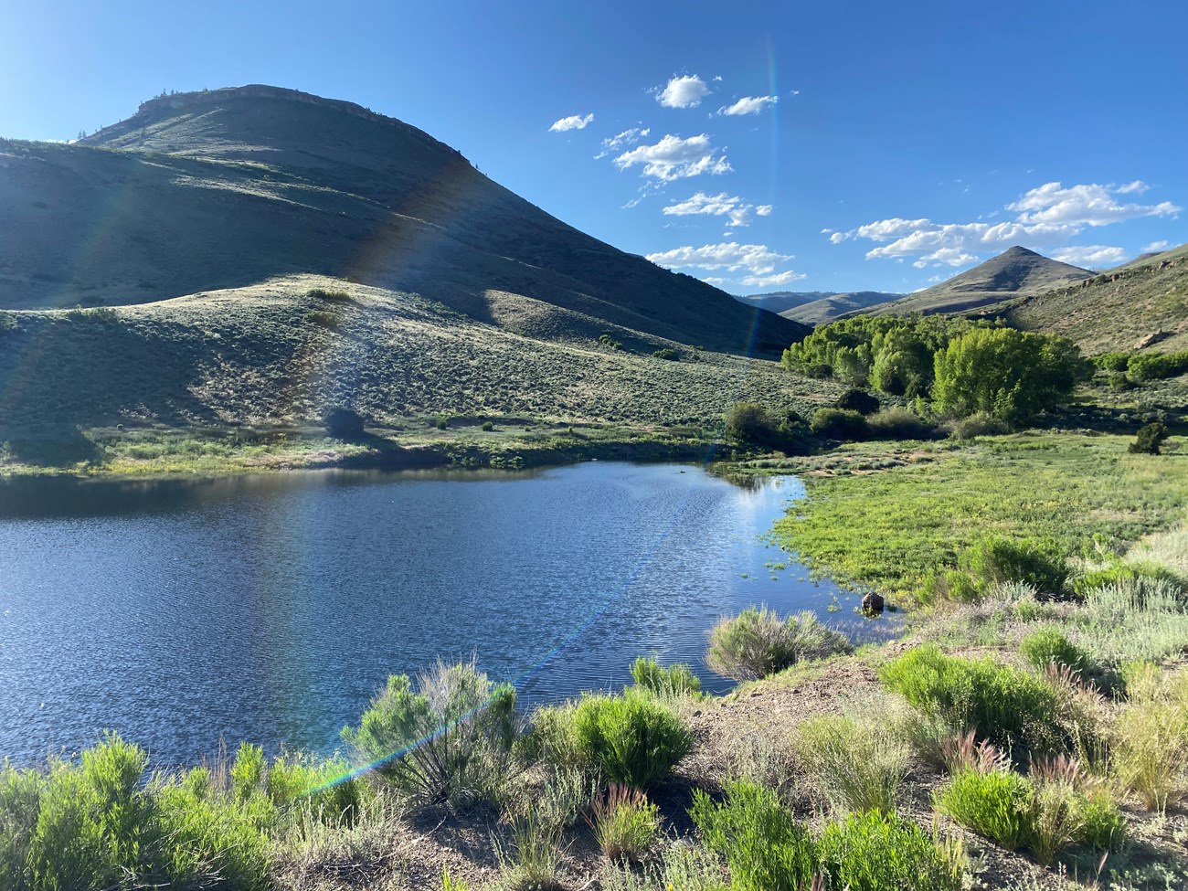 A riparian zone with short, vibrant green vegetation along the shores of the Blue Mesa Reservoir. There are a few small, scattered trees along the edge of the riparian zone, and steep hills covered in shrubby green vegetation rise on the far side of the r