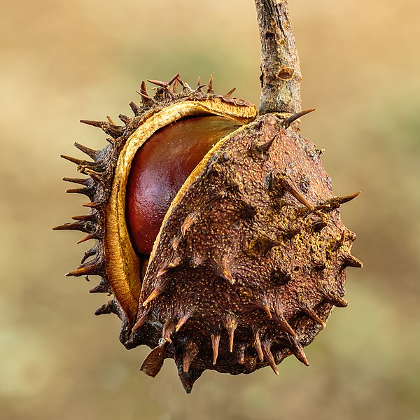brown spiky circular fruit