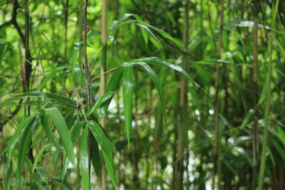 Dense stalks and leaves of native bamboo.