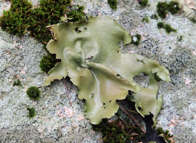 Wet green leafy lichen growing on rock