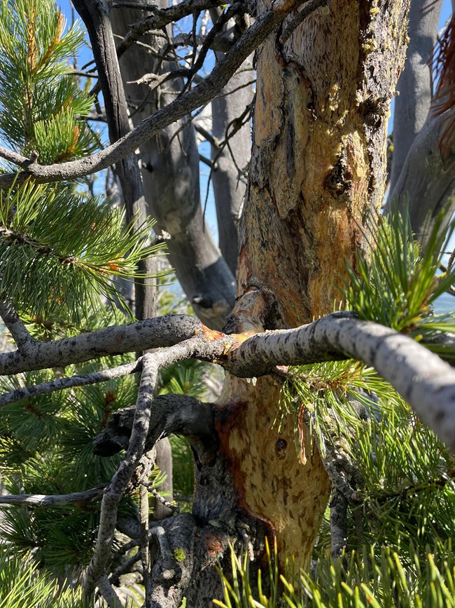 Pine tree with bark chewed and orange fungus visible.