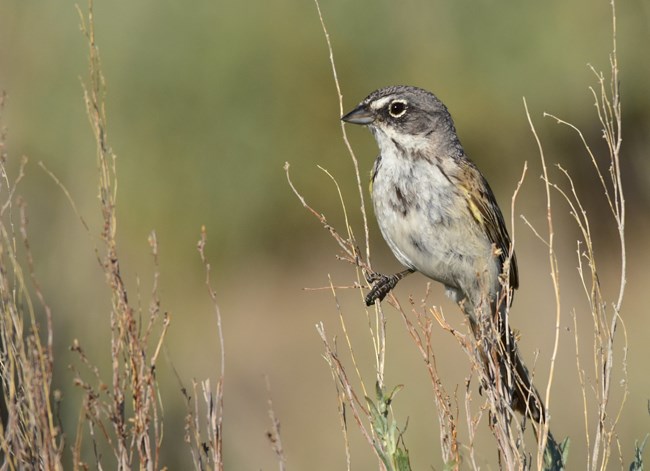 a small bird with a gray head, yellowish wings, and light gray undersides perched on sagebrush