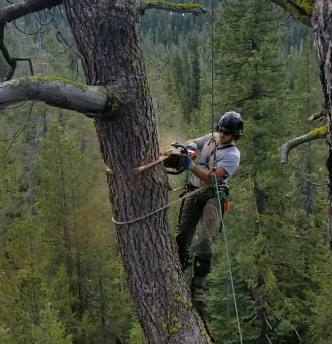 Adam sawing while in a tree.